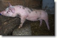 Bivoj z Vášova mlýna