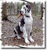 Falco z Josefovských bud