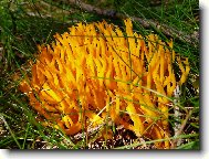 krásnorůžek lepkavý