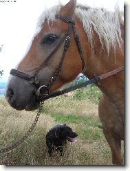 Kam teď? Necháme to koňovi, ten má větší hlavu.....