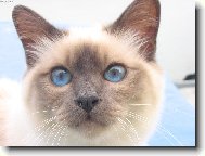 Andrew Něžné Pohlazení CZ*