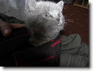 Jsem to ale kočka :))