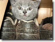 Malé kotě, spalo v botě ...