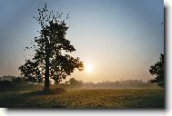 Osamělý strom v mlze