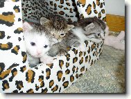 kuba,cecilka a matýsek