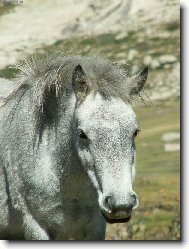 Volně žijící kůnˇ