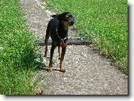 Vyhřívání na sluníčku