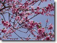 broskvička v květu