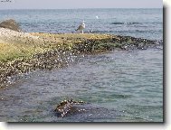 Čekání na družku