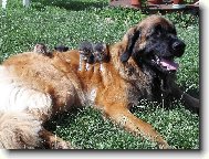 Bonnie B. Bora z Milotiček chůvou