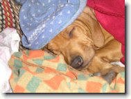 Mendy spinká, nerušit!