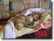 ...nechte mě spát...