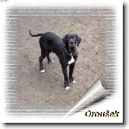 Orleans Jackův smích