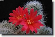 Kaktusářova radost