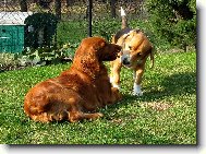 opravdu můžeš chodit ven bez obojku?