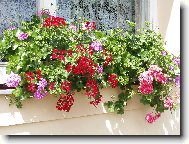 červencová záplava květů