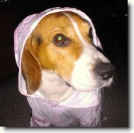 Charlie ve vycházkovém obleku