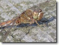 Dokonalost přírody