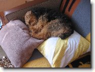 psssst!pejsek spinká