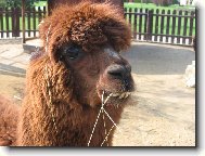 lama s křivýma zubama