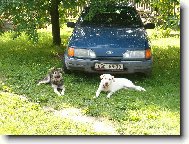 Sárina a Niky hlídají