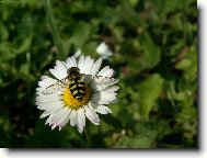 Příroda v detailech