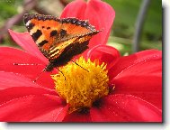 Motýlí krása zblízka