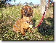 krátkosrstá jezevčice