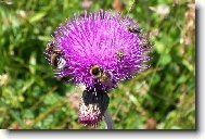 Nejkrásnější bodlák...