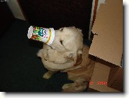 Já ten Košík nechci