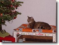 Garfild o Vánocích