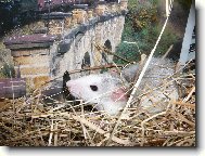 Bydlení pod mostem..