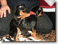 Co ti to dala panička ?