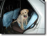 No nejsem roztomilý?