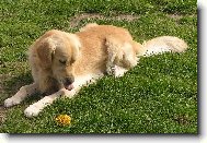 To máš za ty gumové bodliny!