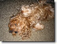 Relaxace našeho psíka