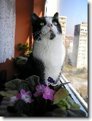 Čekání na měsíc