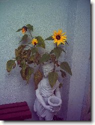 kotek naší zahrádky