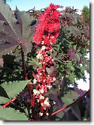 název rostliny neznám