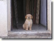 Kdo se opováží vstoupit, toho kousnu