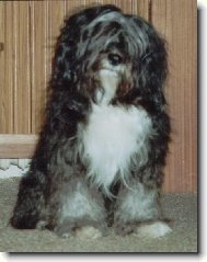 Sitárek ( Agar Sitatara CS )