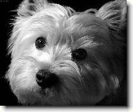 Tři černé knoflíky