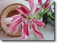 květinová komposice