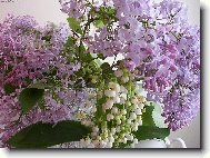 sestava květu ve váze