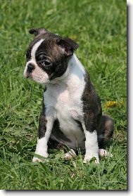 Gwendolin od Kopce Zebína