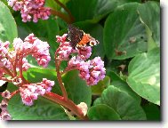 I babočka odpočívá