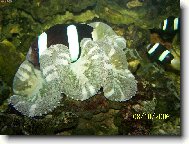 Jak se žije pod vodou