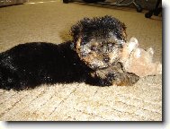 Danny - náš malý rošťáček :o)