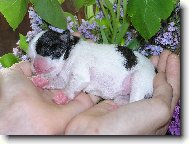 štěňátko do dlaně