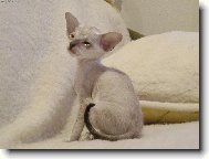 Amon Ré Gusanera*CZ